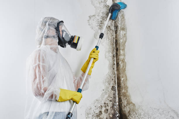 Best Certified Mold Removal  in Bellwood, IL