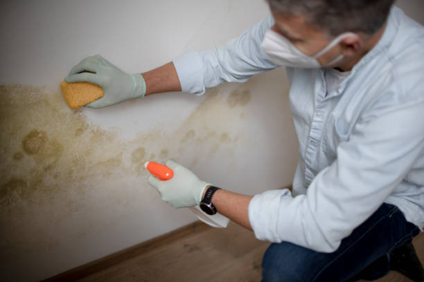 Best Toxic Mold Removal  in Bellwood, IL