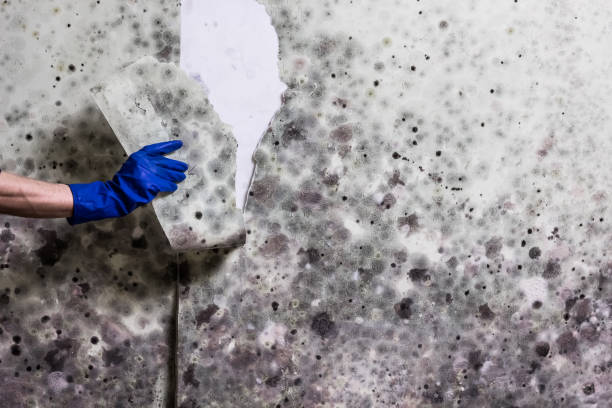 Best Mold Damage Repair  in Bellwood, IL